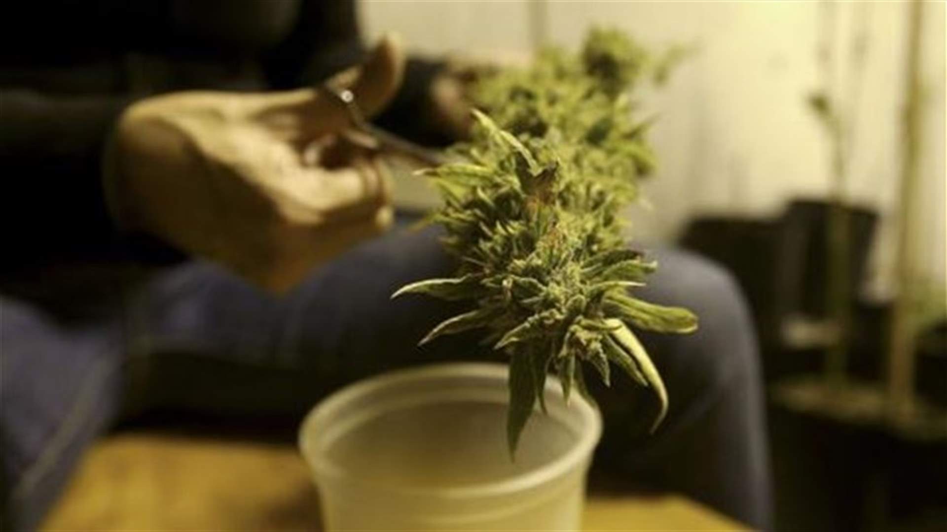 Germany allows seriously ill patients to grow their own cannabis