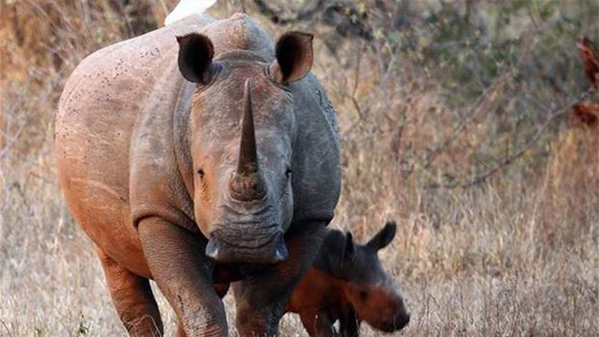 South African court gives rhino poacher record 77 years