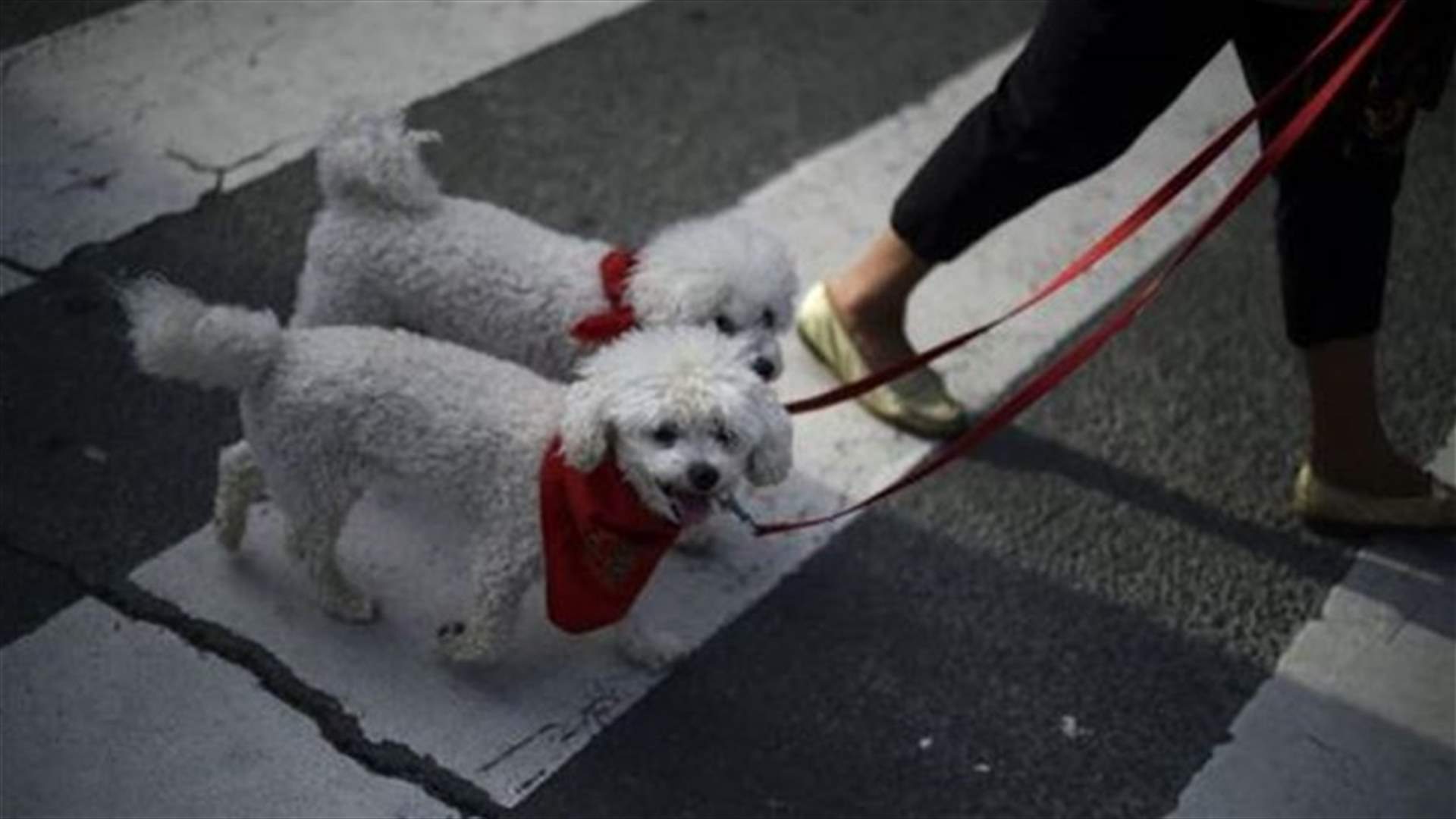 Dogs are capable of feeling jealousy: U.S. study