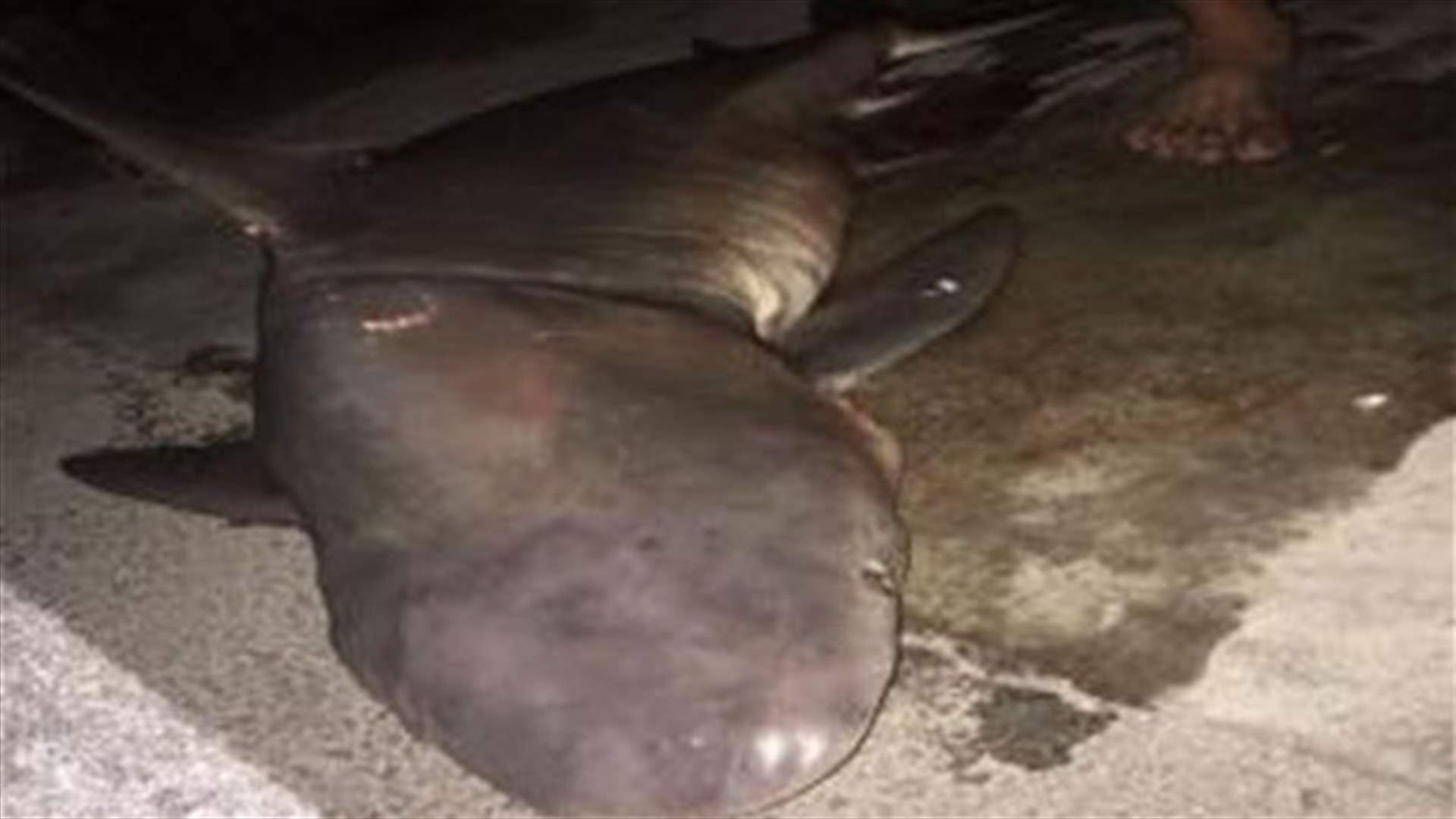 Lebanese fisherman catches shark off Tyre shore