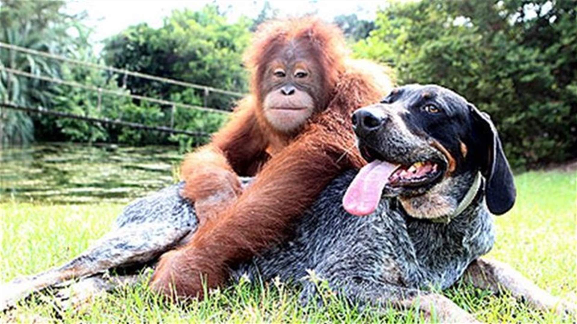 بالصور: كلب وقرد يصلان إلى العالمية بسبب صداقتهما