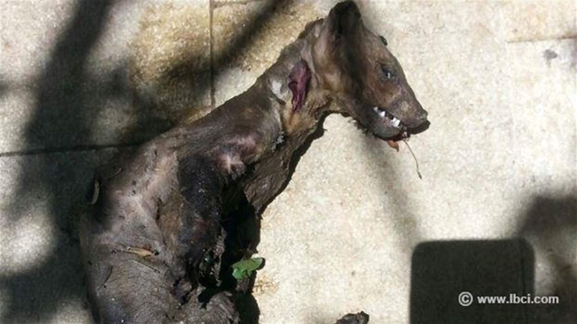 Unidentified animals found in Lebanon's Bekaa