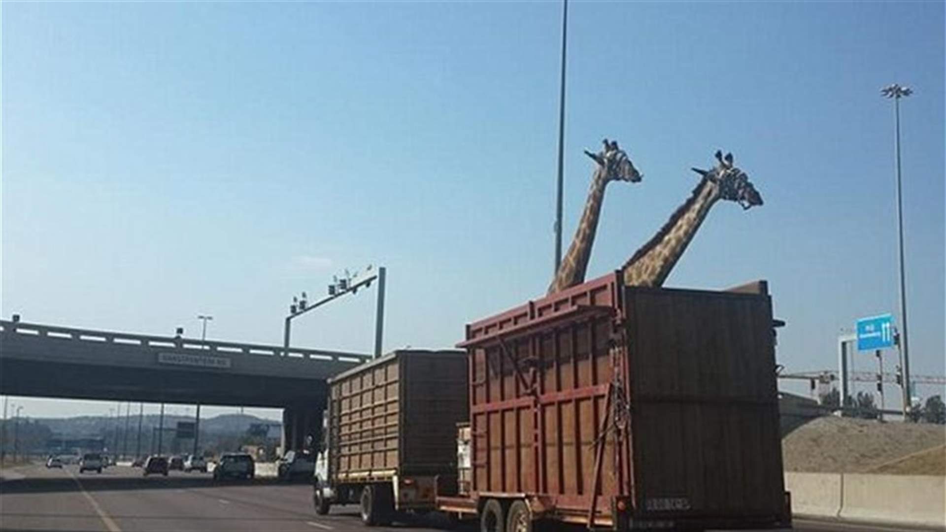 South African group to sue over giraffe bridge collision death