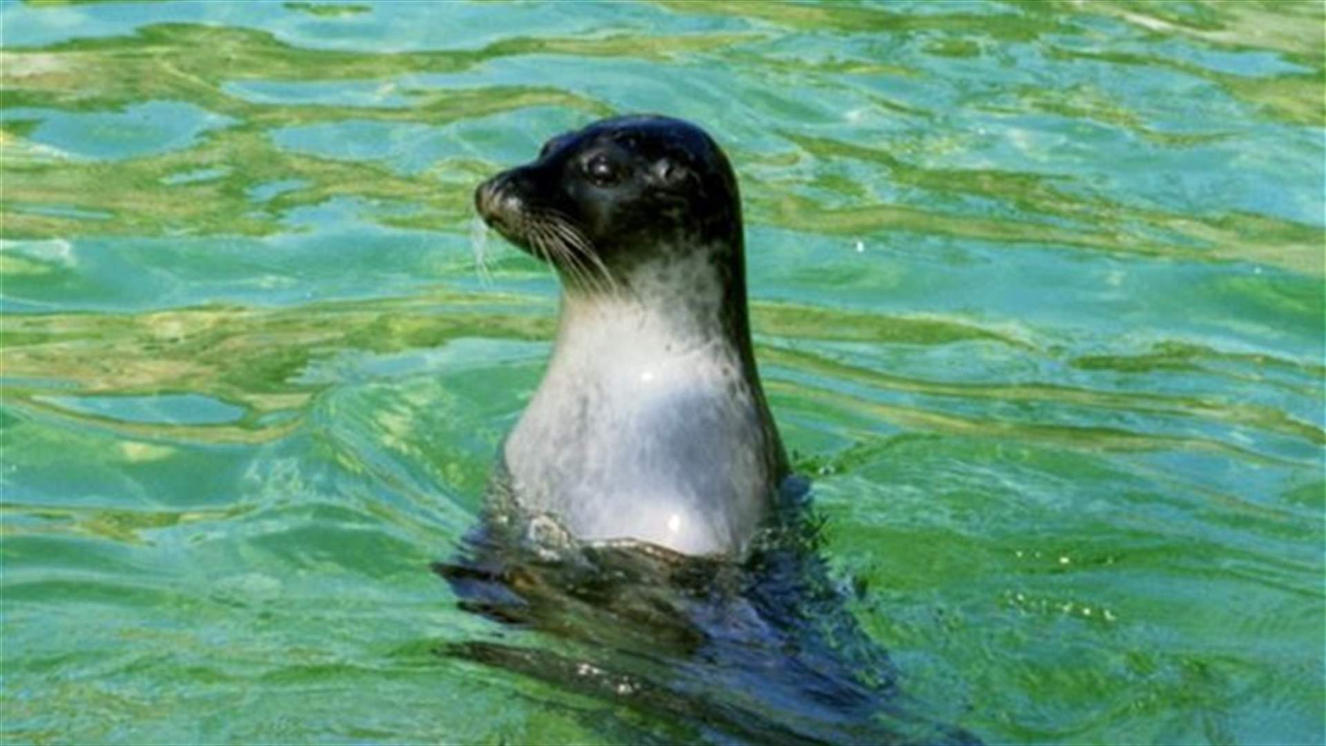 Woman sneaks into Berlin Zoo seal pool for swim