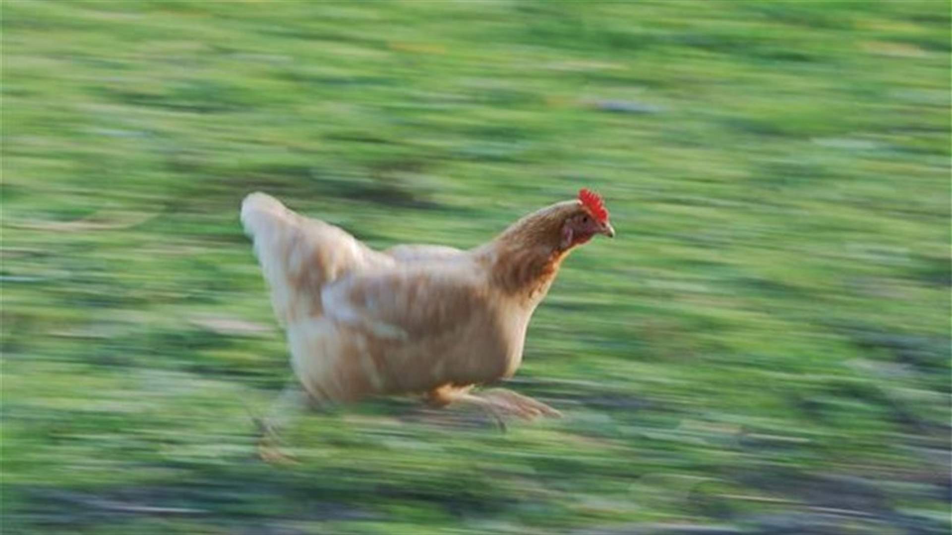 Why did the chicken cross the road? Oregon cops don't know
