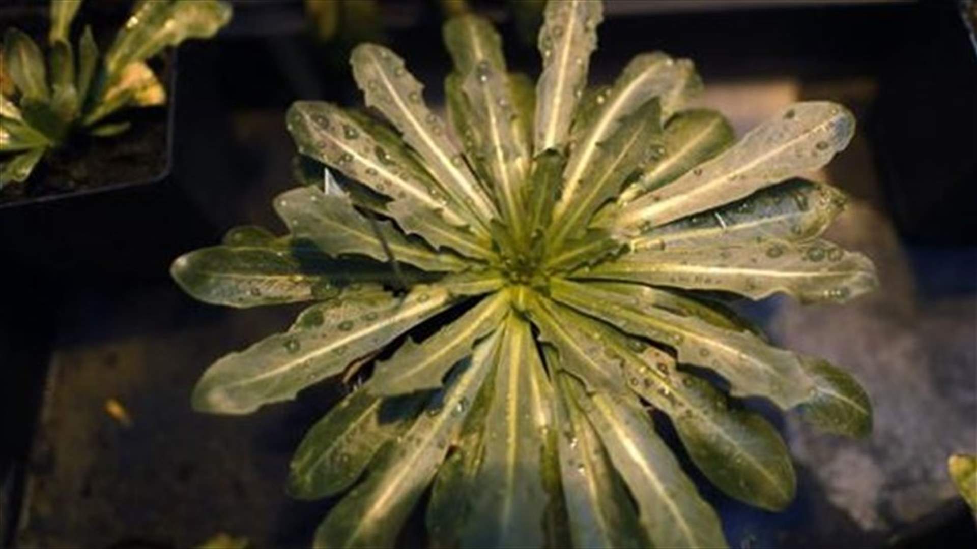 Tire makers race to turn dandelions into rubber