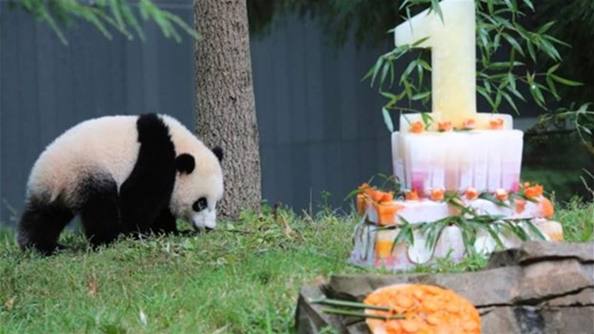 Birthday bash for U.S. National Zoo panda cub 'Bao Bao'
