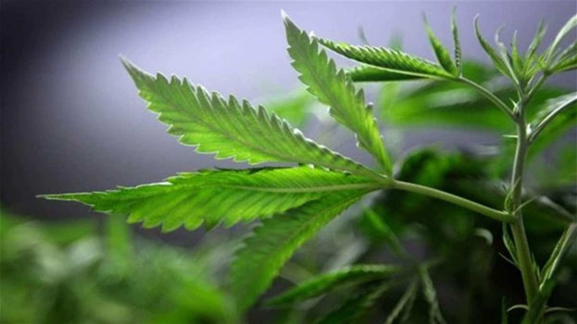 China satellite survey spots huge marijuana field, porous borders
