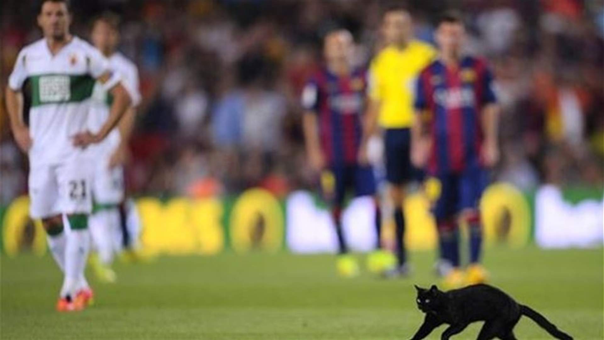 قط أسود يقتحم أرض المباراة ويجلب الحظ لبرشلونة