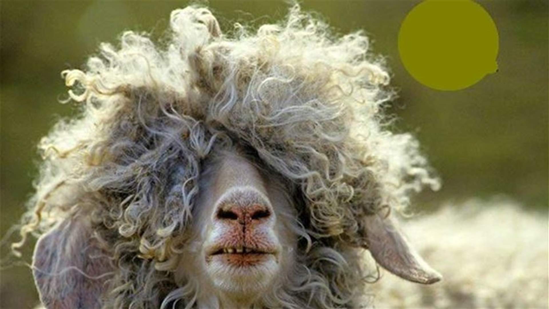قريباً ...خروف يهز العرش العالمي برقم  قياسي جديد