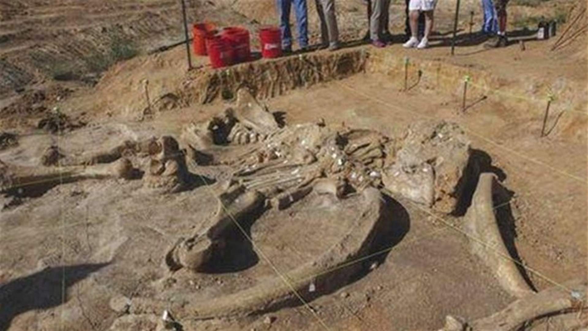 Texas family to part ways with skeleton of mammoth found on its farm