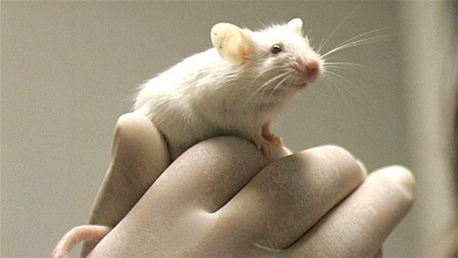 Tricking memory in lab animals stokes hope for PTSD