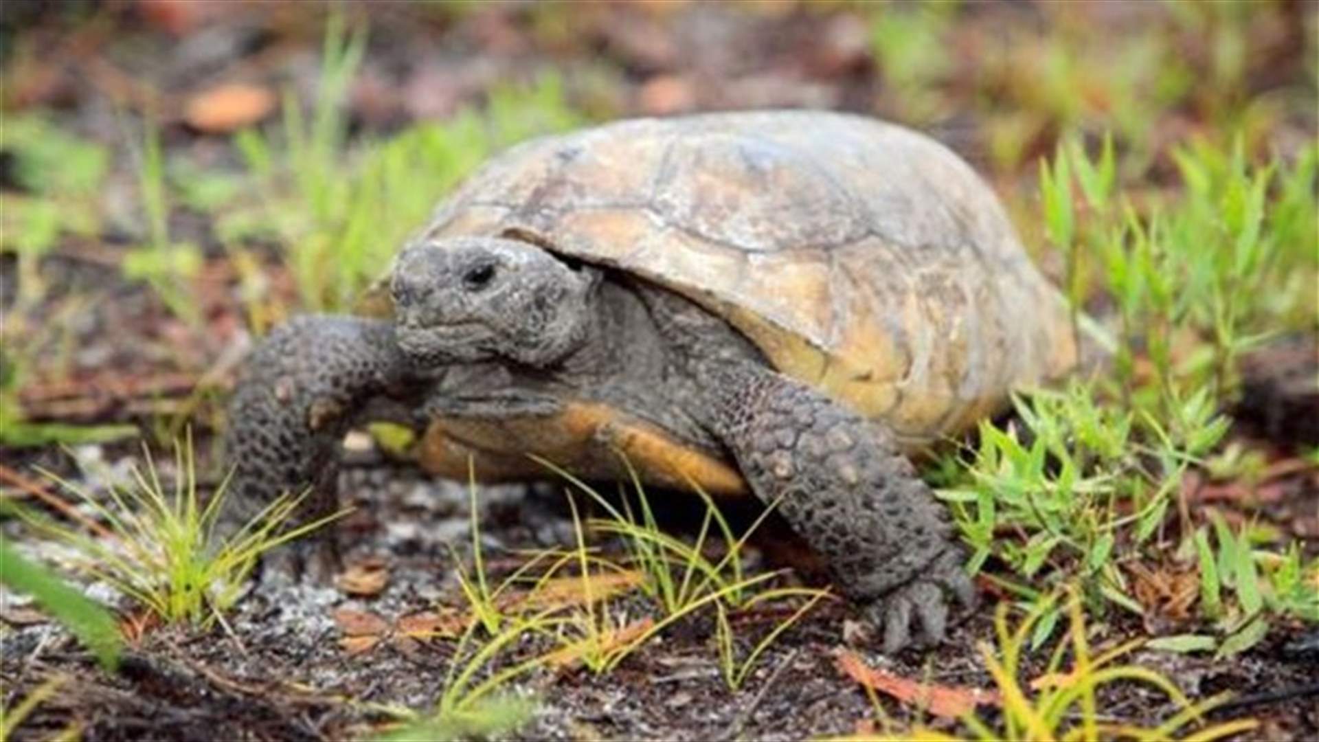 Florida man caught killing, and eating, threatened tortoises