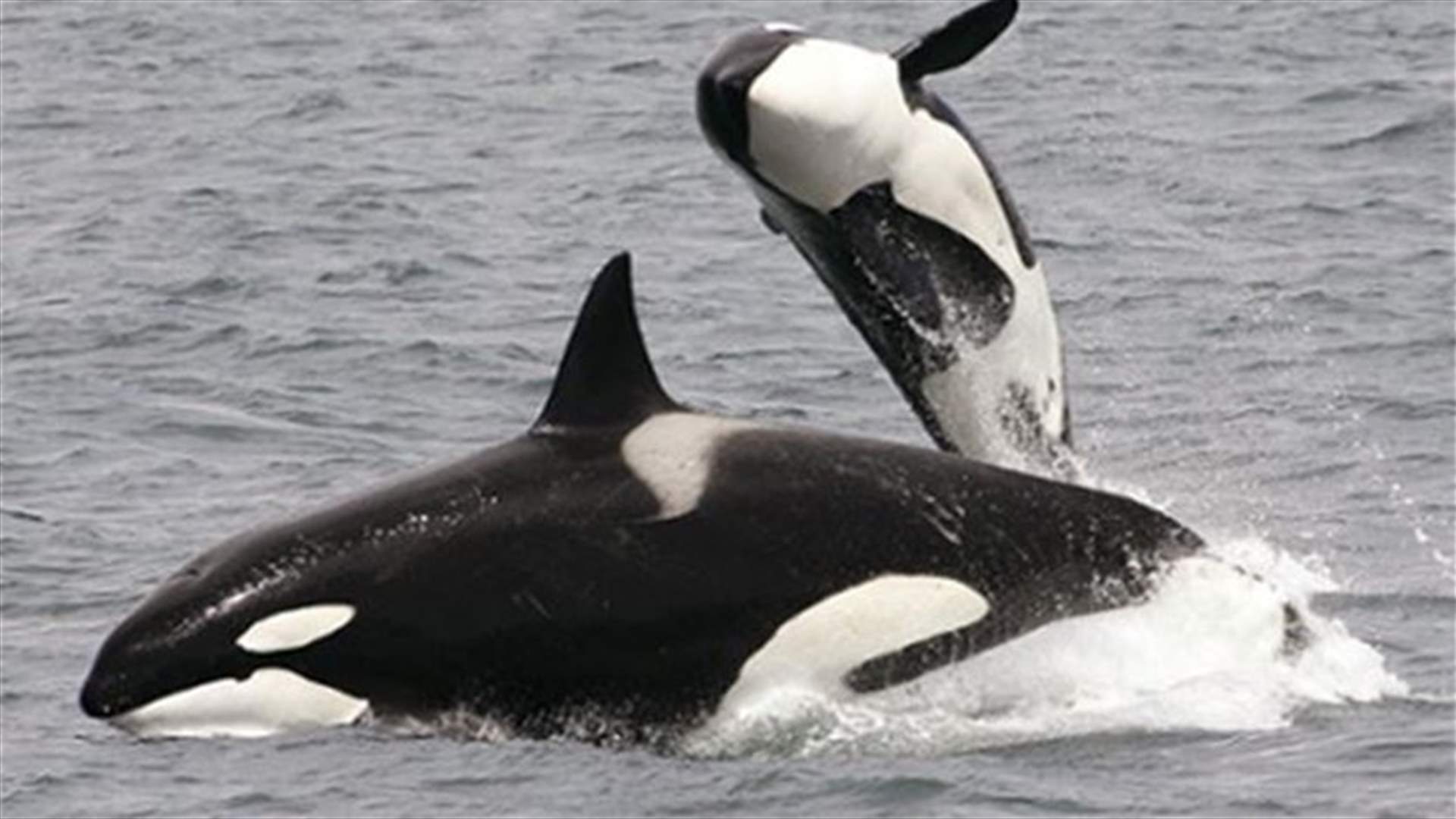 Killer Whale population in Puget Sound on the decline 