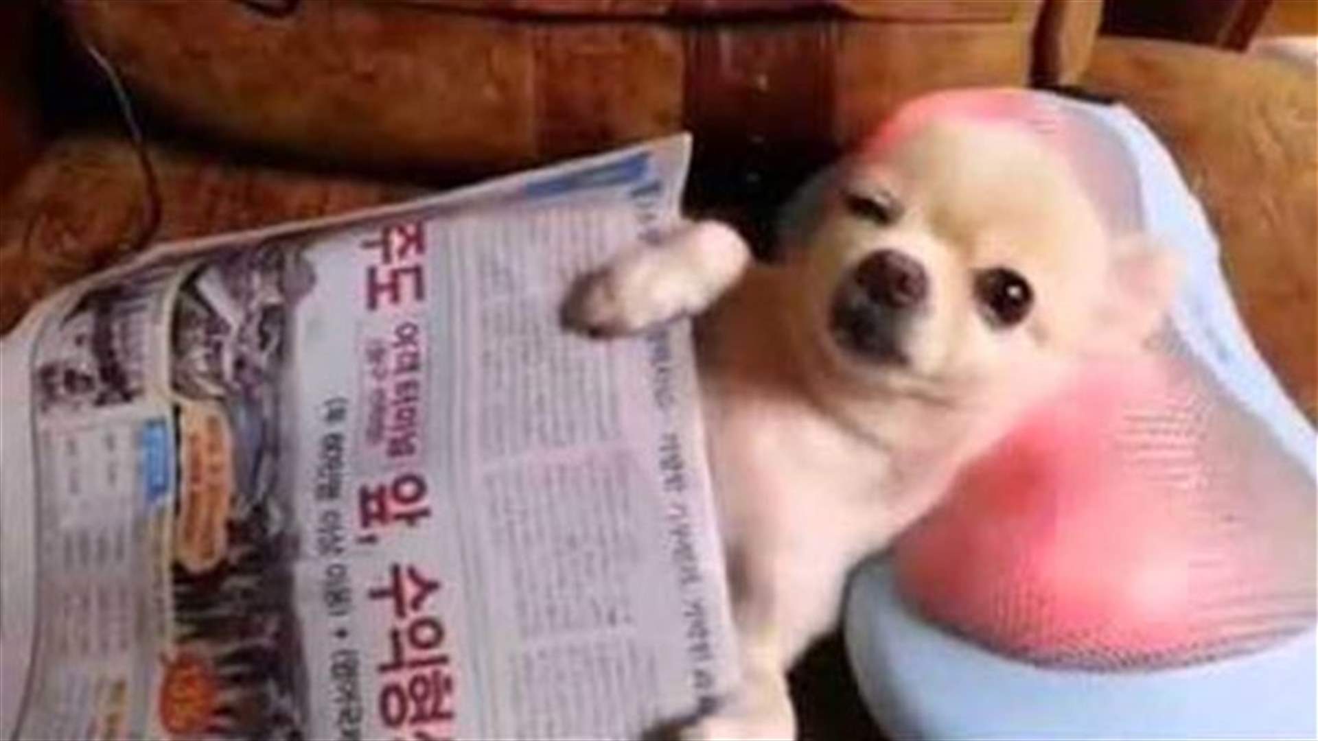 بالفيديو: كلب يحظى بتدليكٍ مميّز للرأس