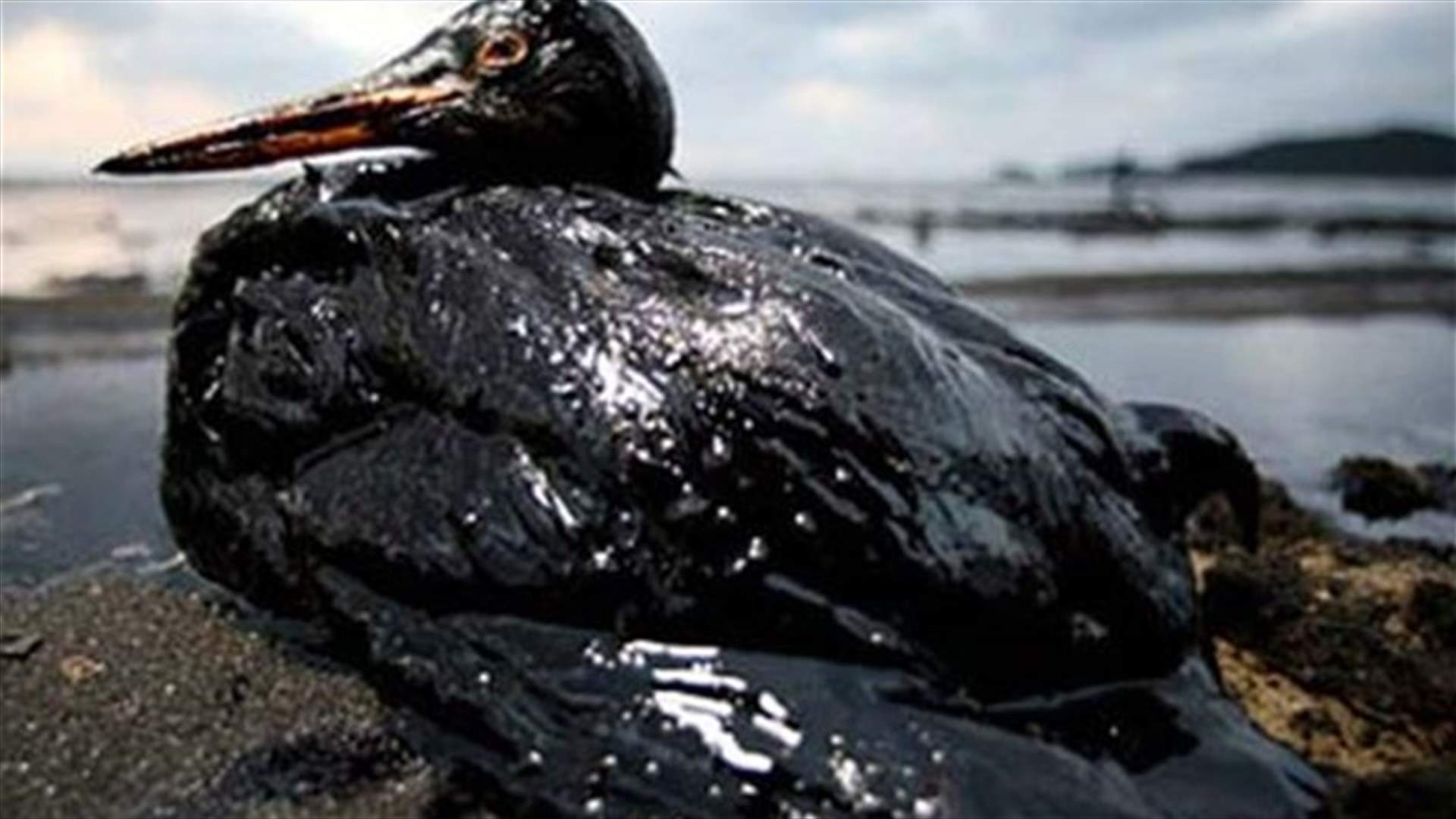 Halliburton to settle US Gulf spill claims for $1.1 bln