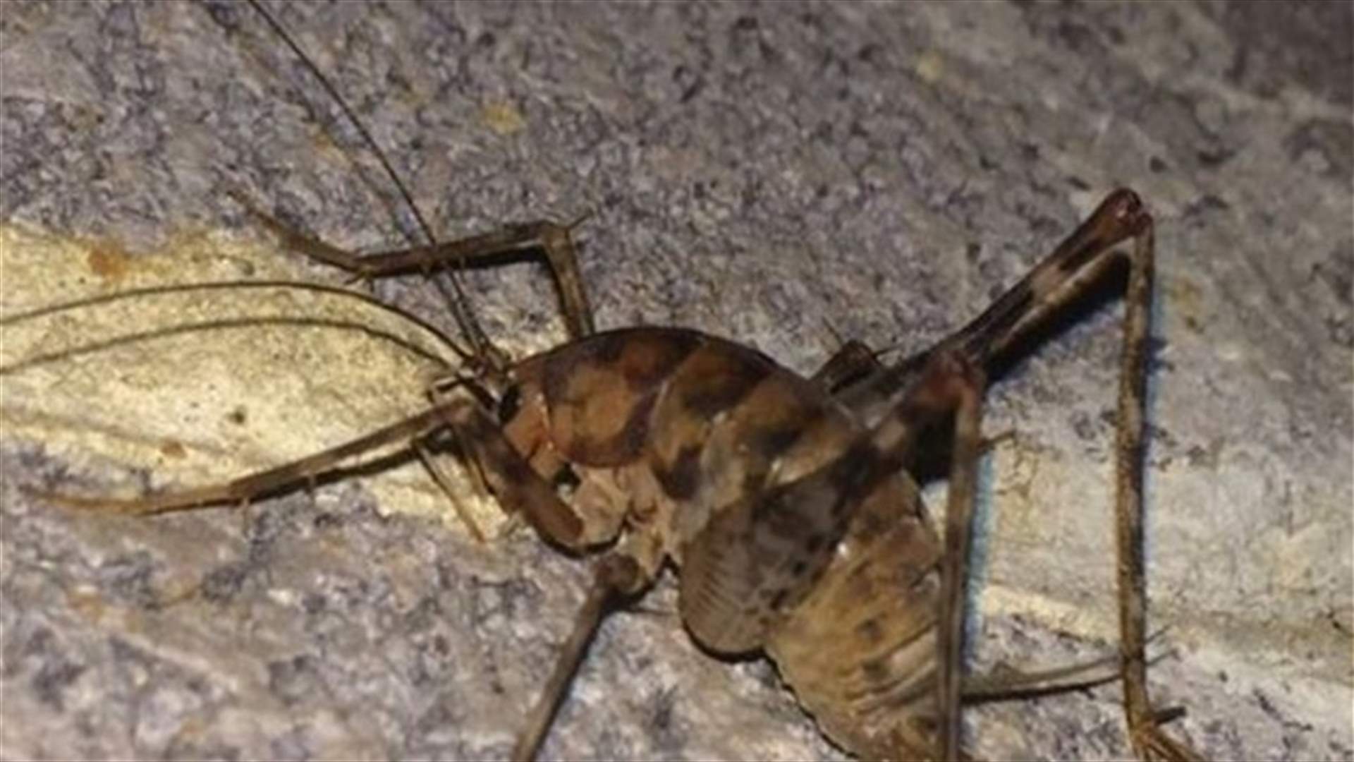 جراد آكل لحوم يجتاح شرق الولايات المتحدة