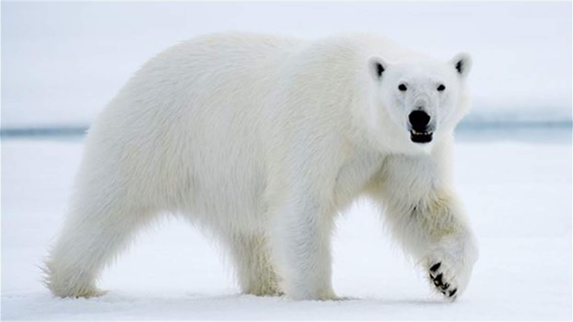 Polar bear DNA found from tracks in snow, in conservation step