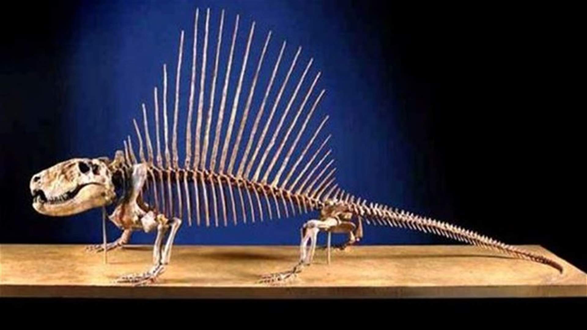 Ancient nightlife: Forebearers of mammals were nocturnal partiers