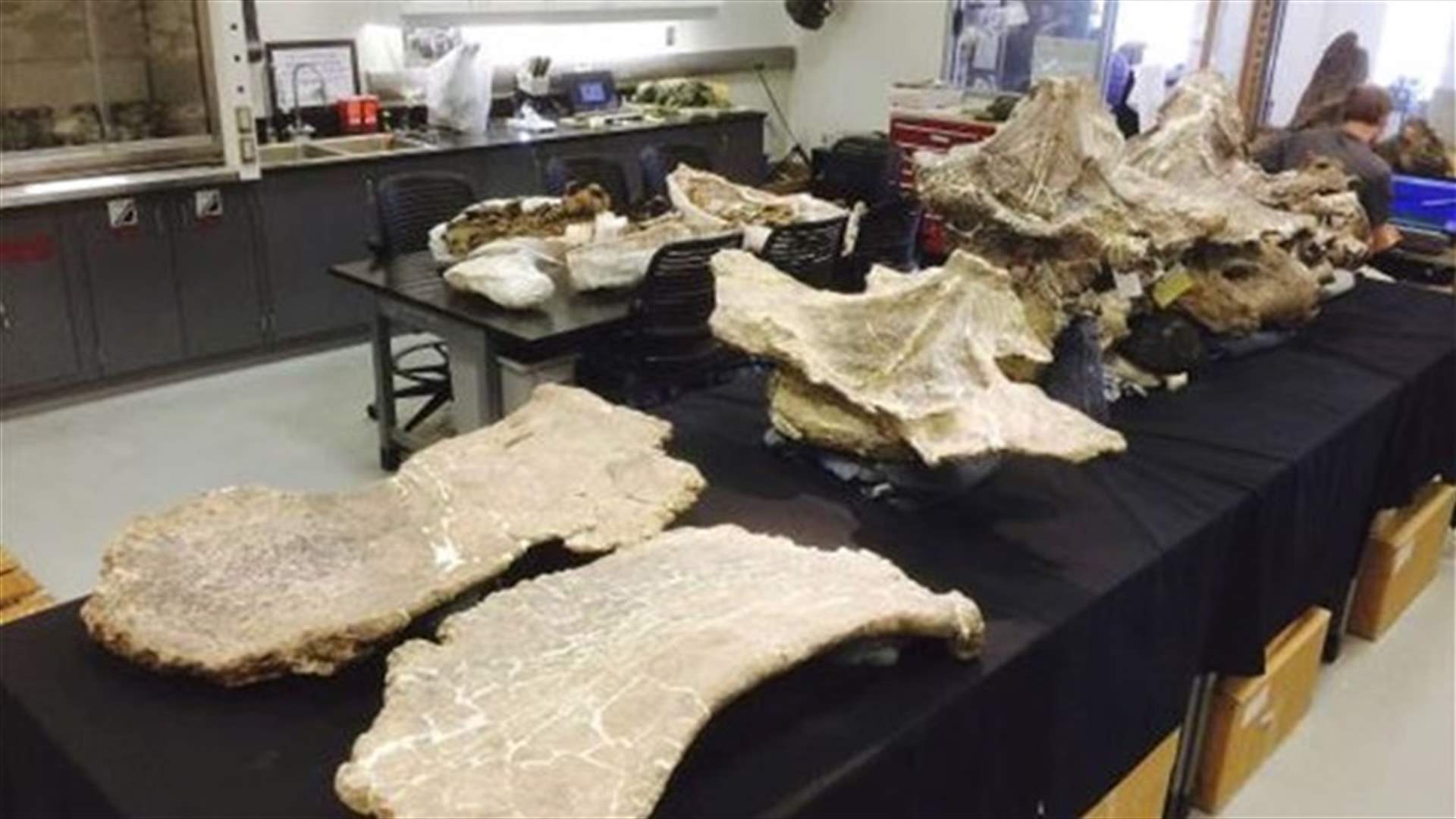 Behemoth Argentine dinosaur Dreadnoughtus made T. rex look puny