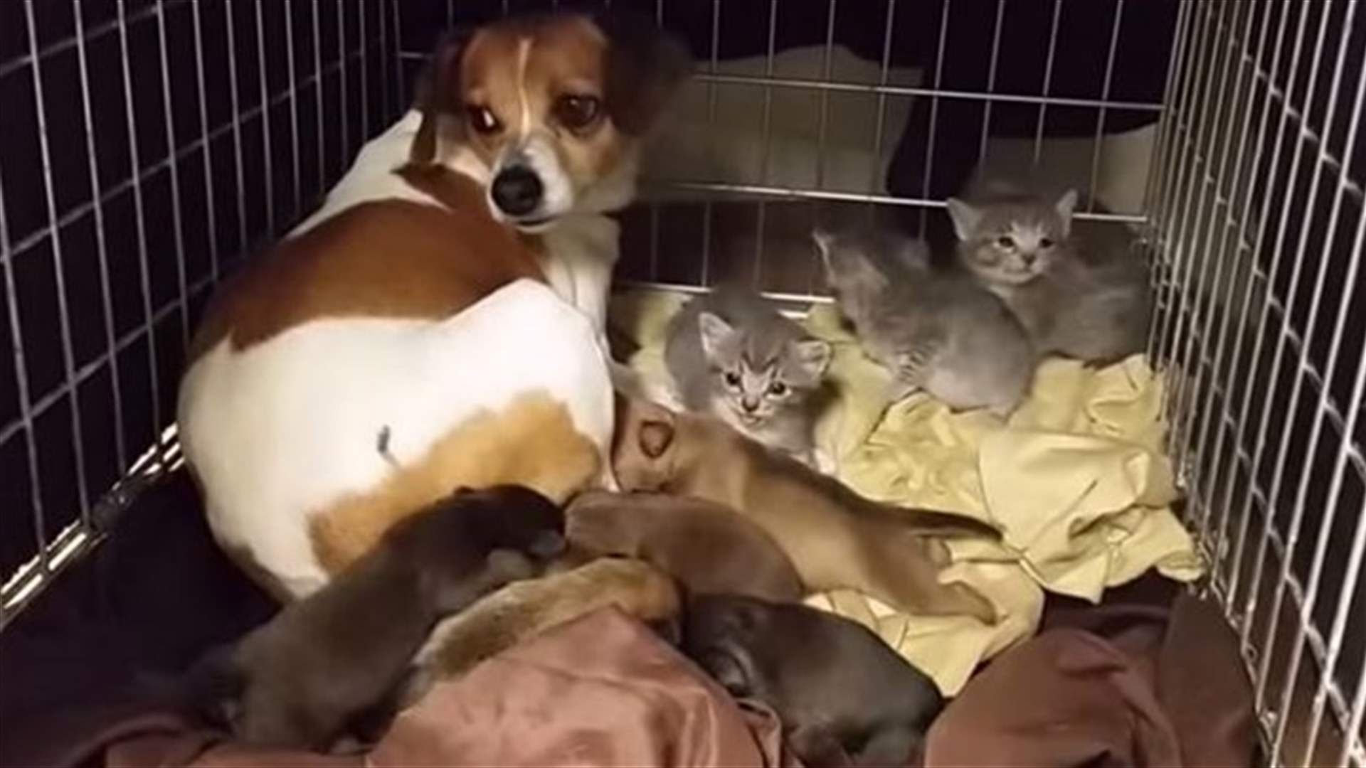 Dog fosters abandoned kittens