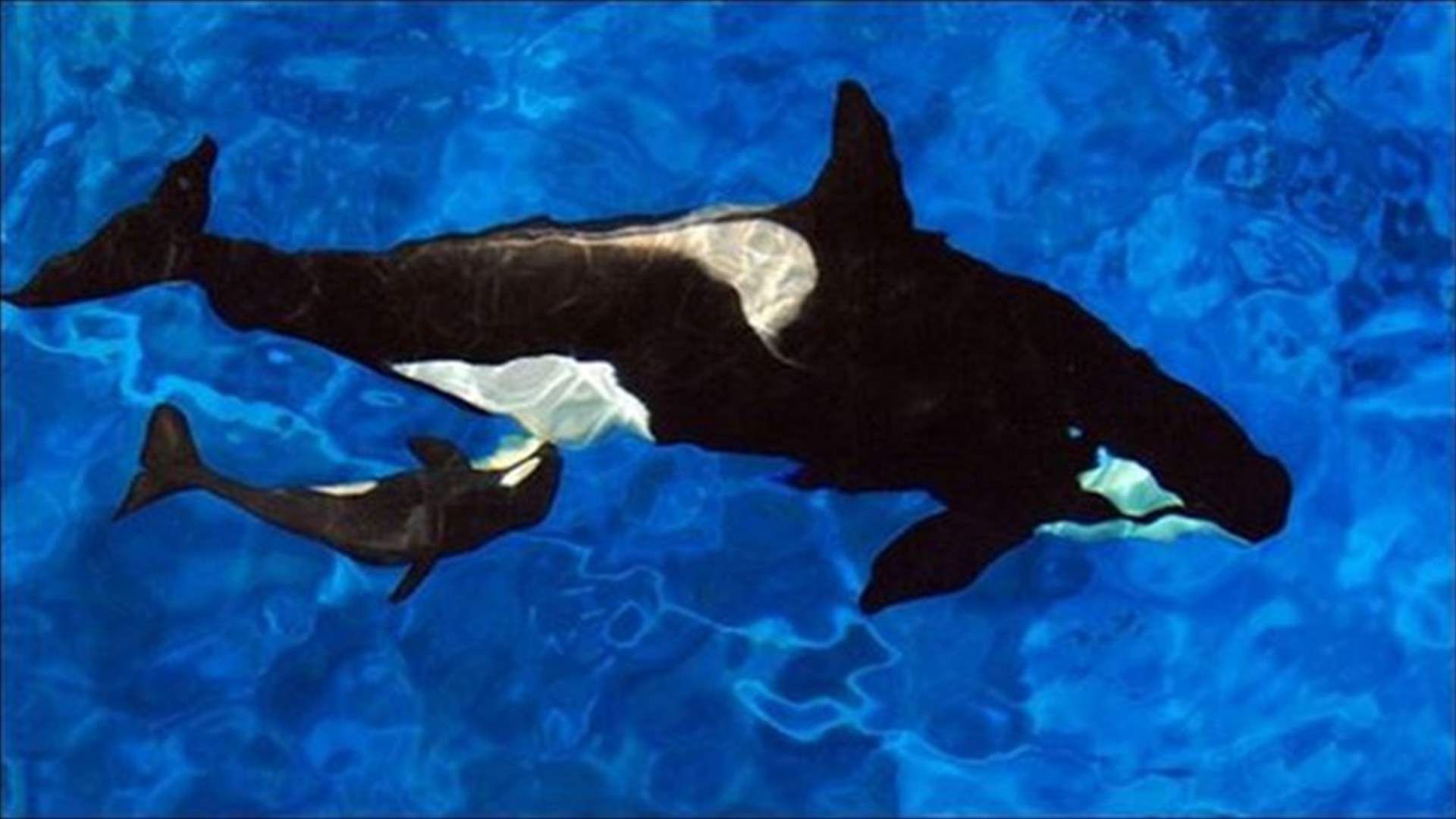 Baby killer whale born to endangered population 