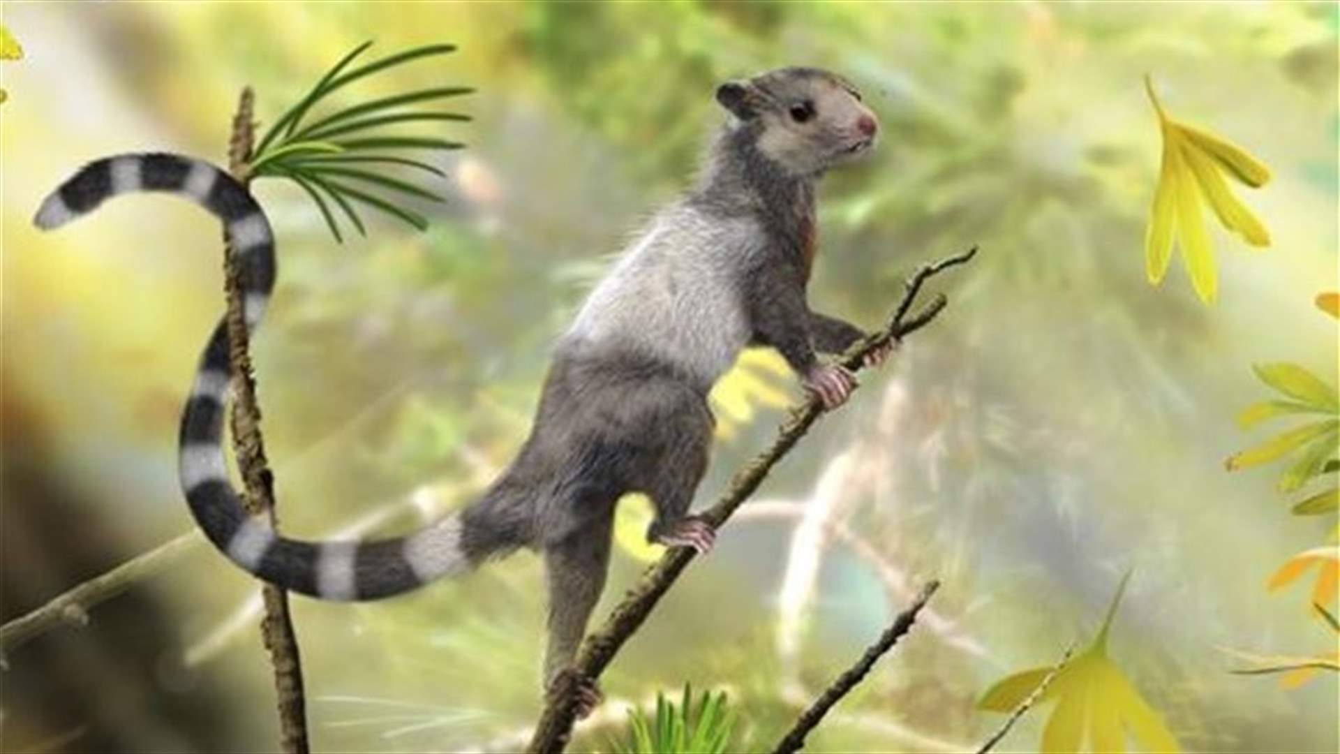 Squirrel-like Jurassic critters shed light on mammal origins
