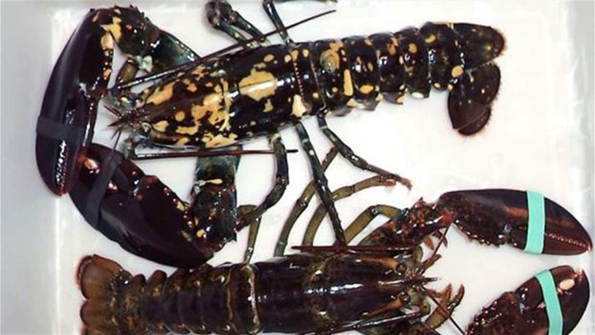 A rare calico lobster, called Freckles, turns up at Maine bait shop