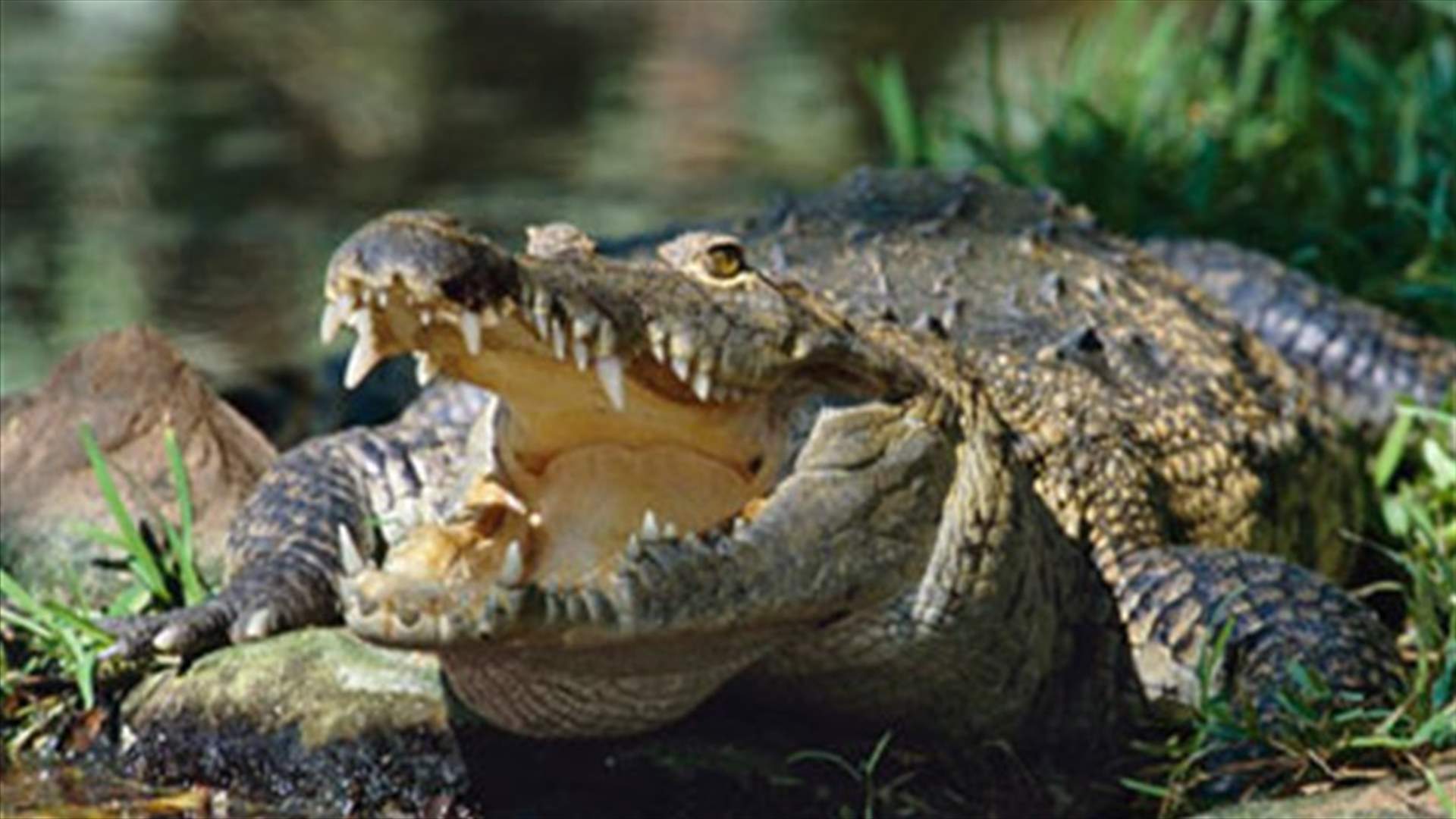 Indonesian girl eaten by crocodile
