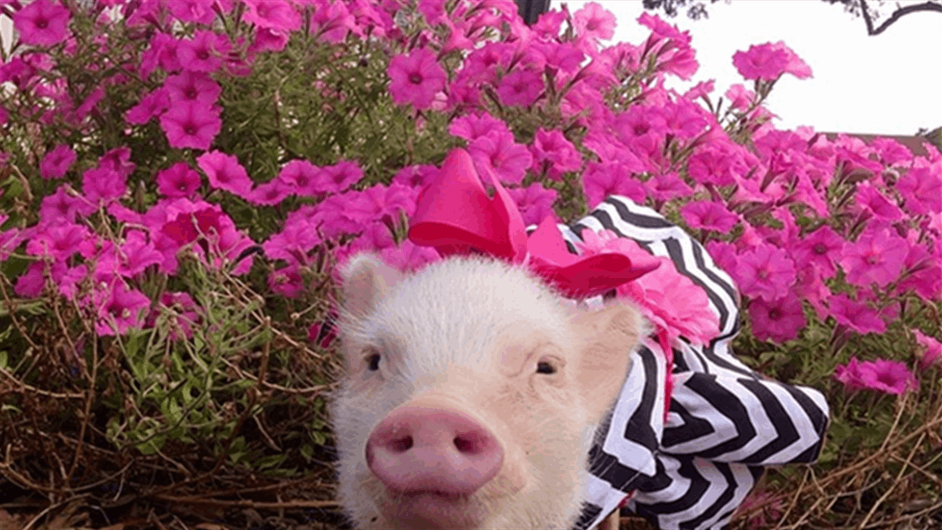 The Most Fashionable Pig In The World! 