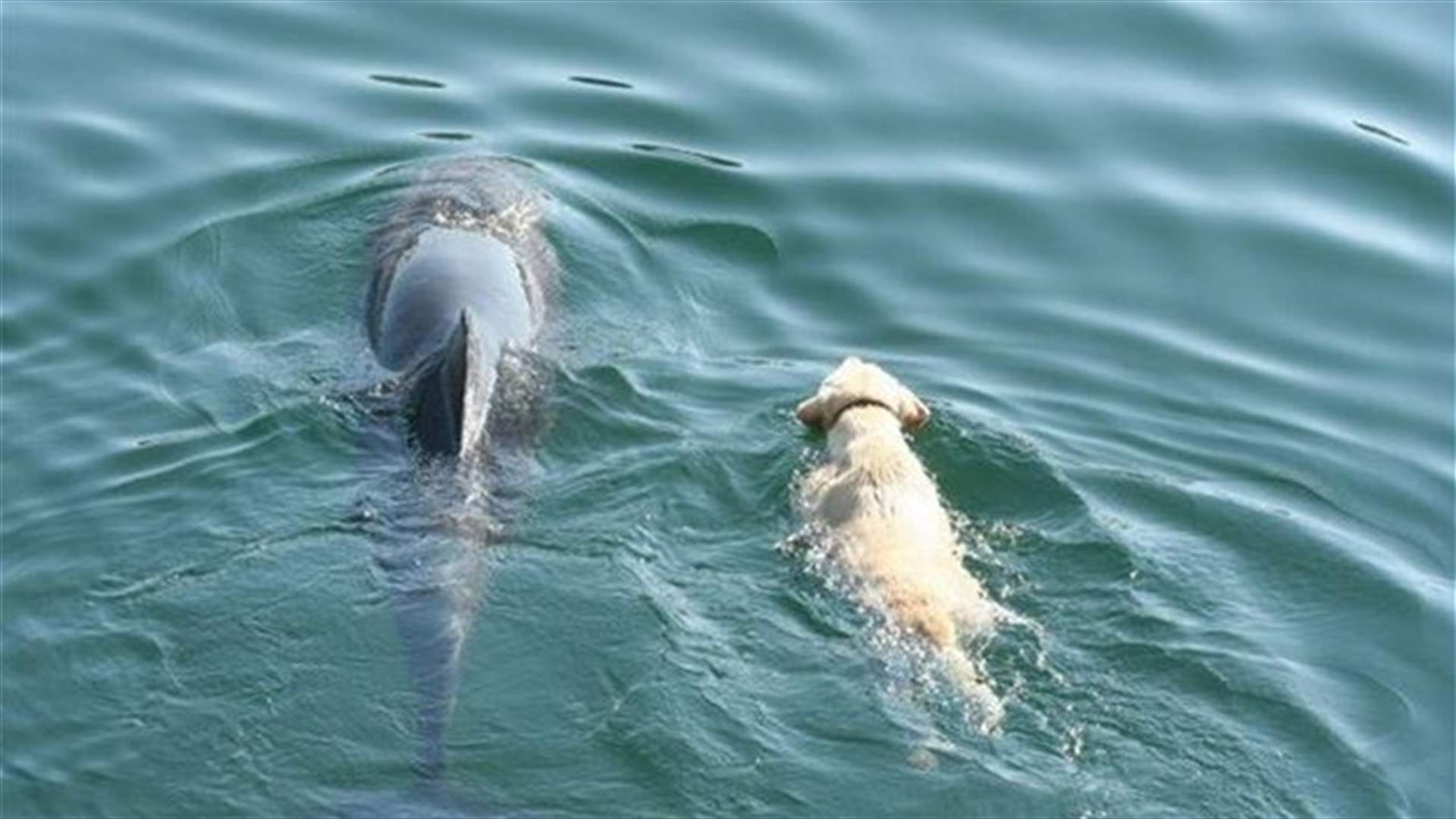 Dog & Dolphin Become Best Friends 