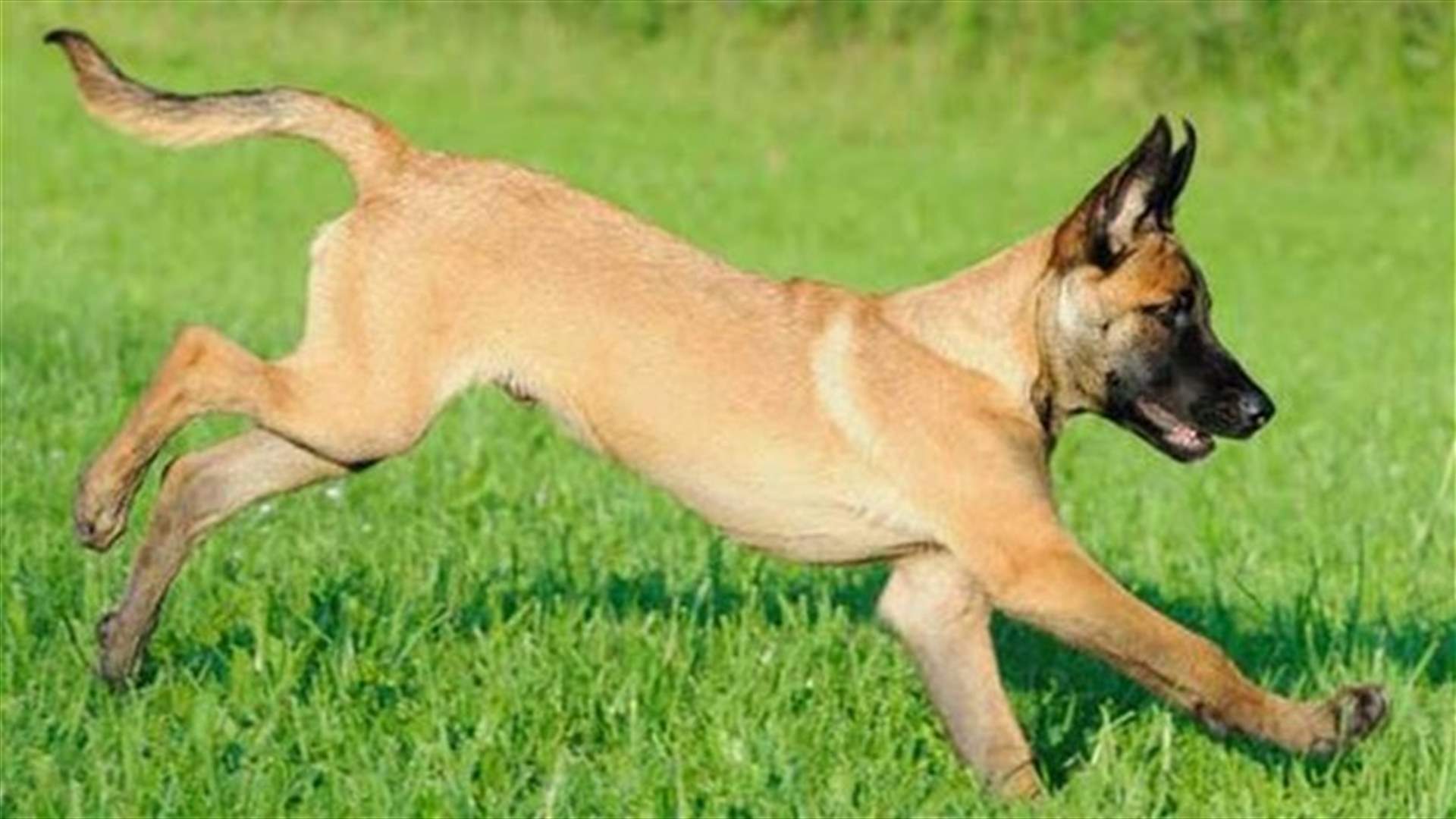 طها كلب صديقته السابقة وأطعمها لحمه