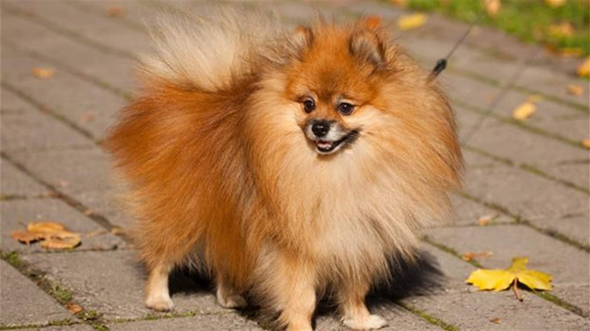 Man allegedly cooked dog, fed it to ex-girlfriend