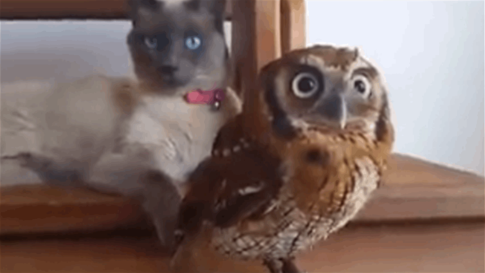 Here's An Unlikely Friendship Between a Cat and an Owl! 