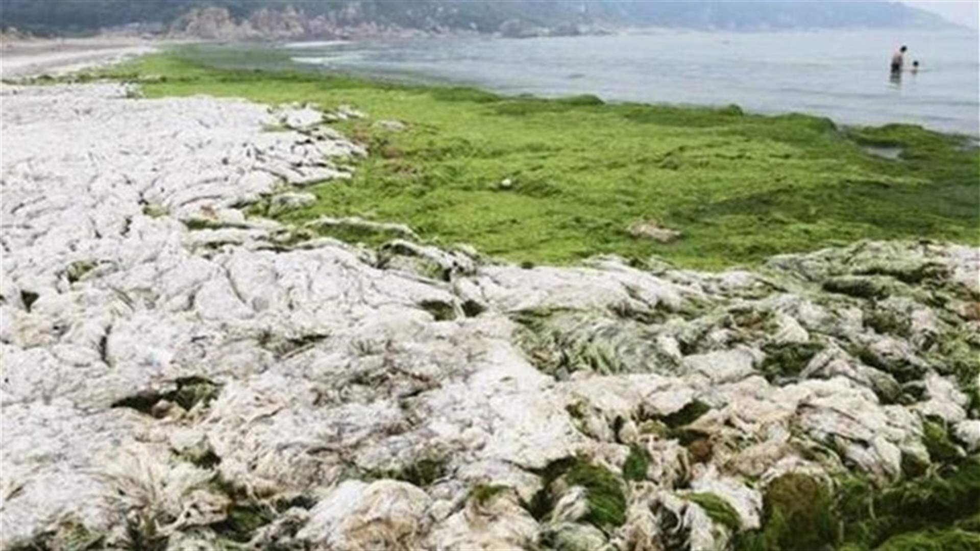 Ocean algae can evolve fast to tackle climate change: study
