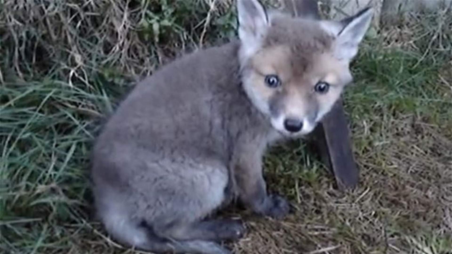 Baby Fox Expresses Gratitude To Human Helper In The Most Heart Melting Way 