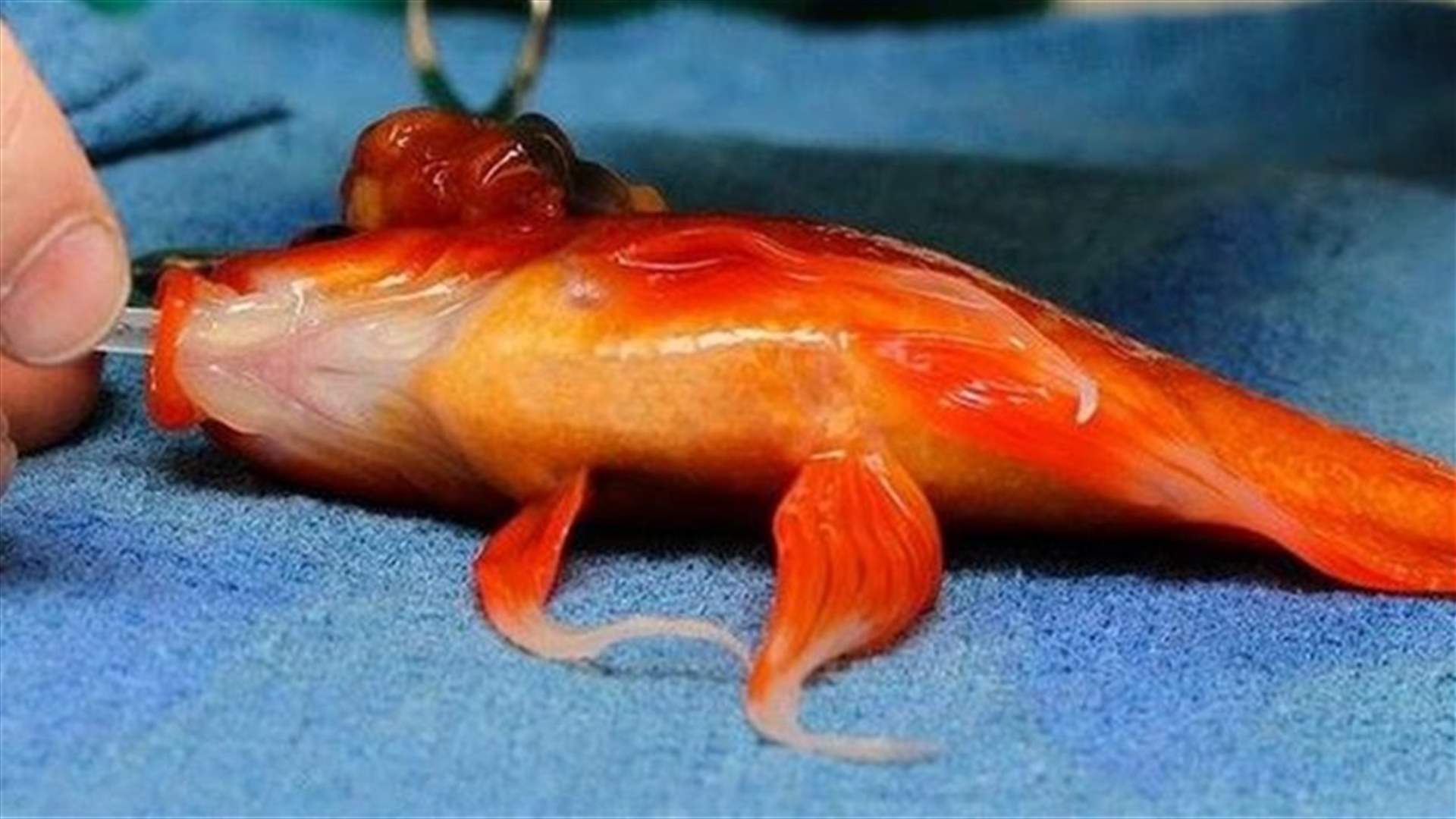 Goldfish Recovering After High Risk Surgery 