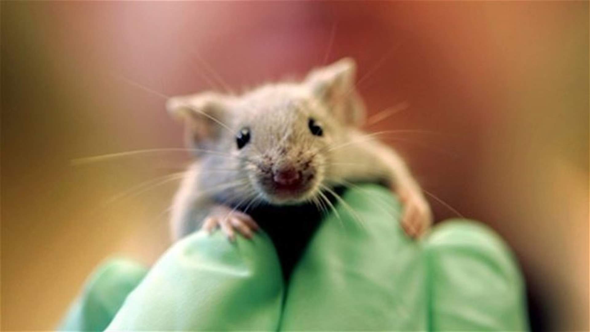 Mice given human brain gene learned tasks faster -study