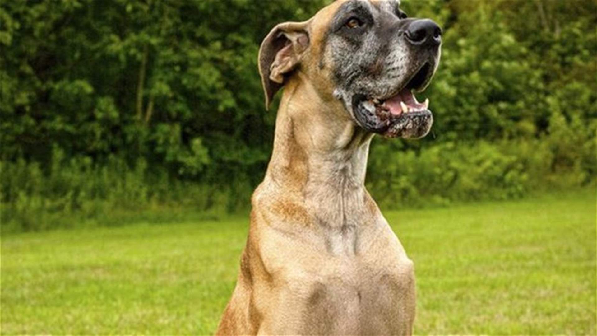 You Won’t Believe What Was Found Inside This Dog’s Stomach!