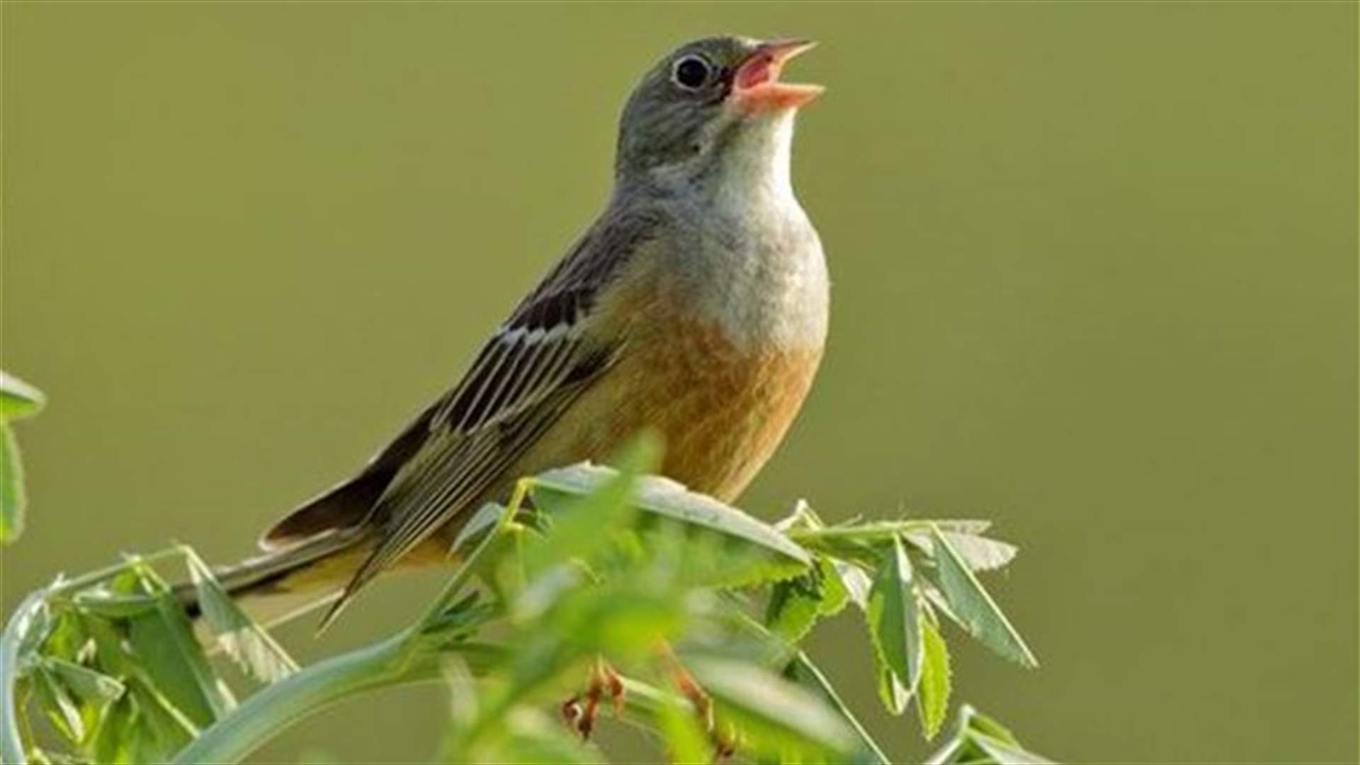Crazy Fact: French President Mitterrand Devoured Songbirds!