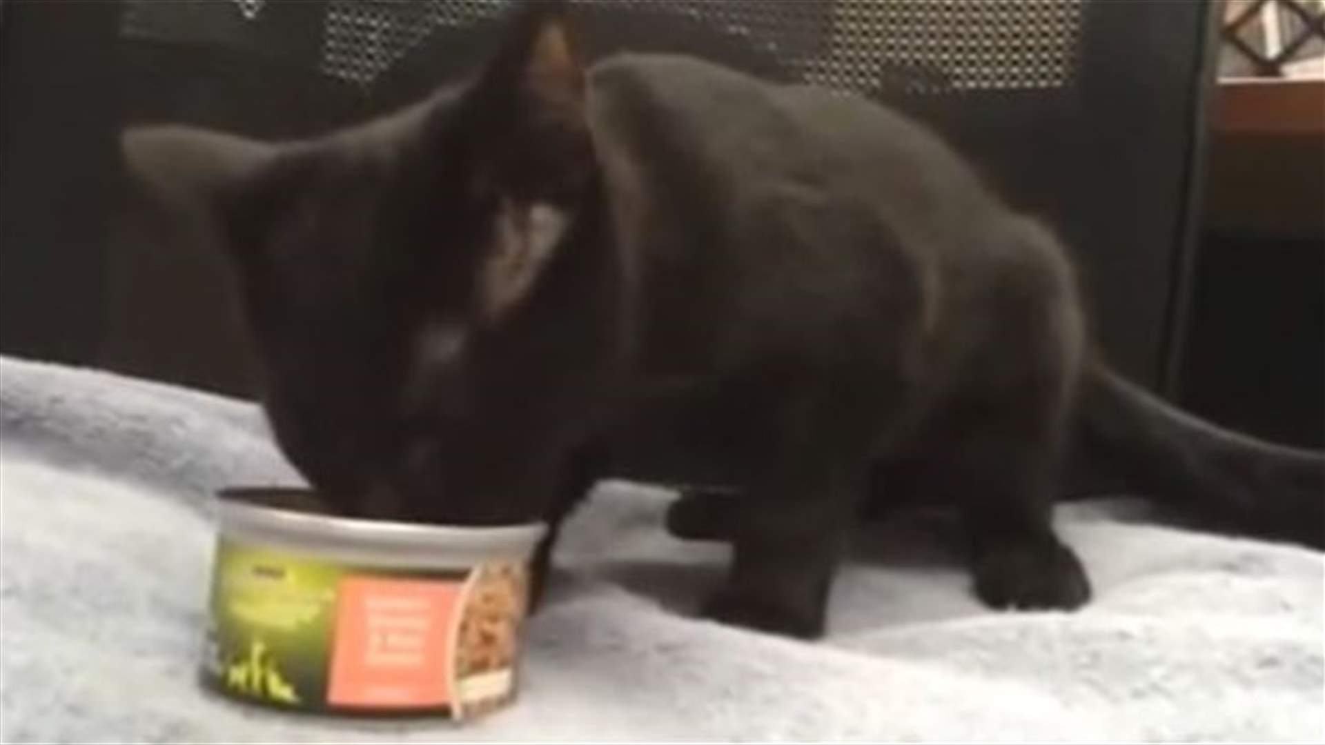 This Kitten Wins Both Our Heart And The Internet Today!  