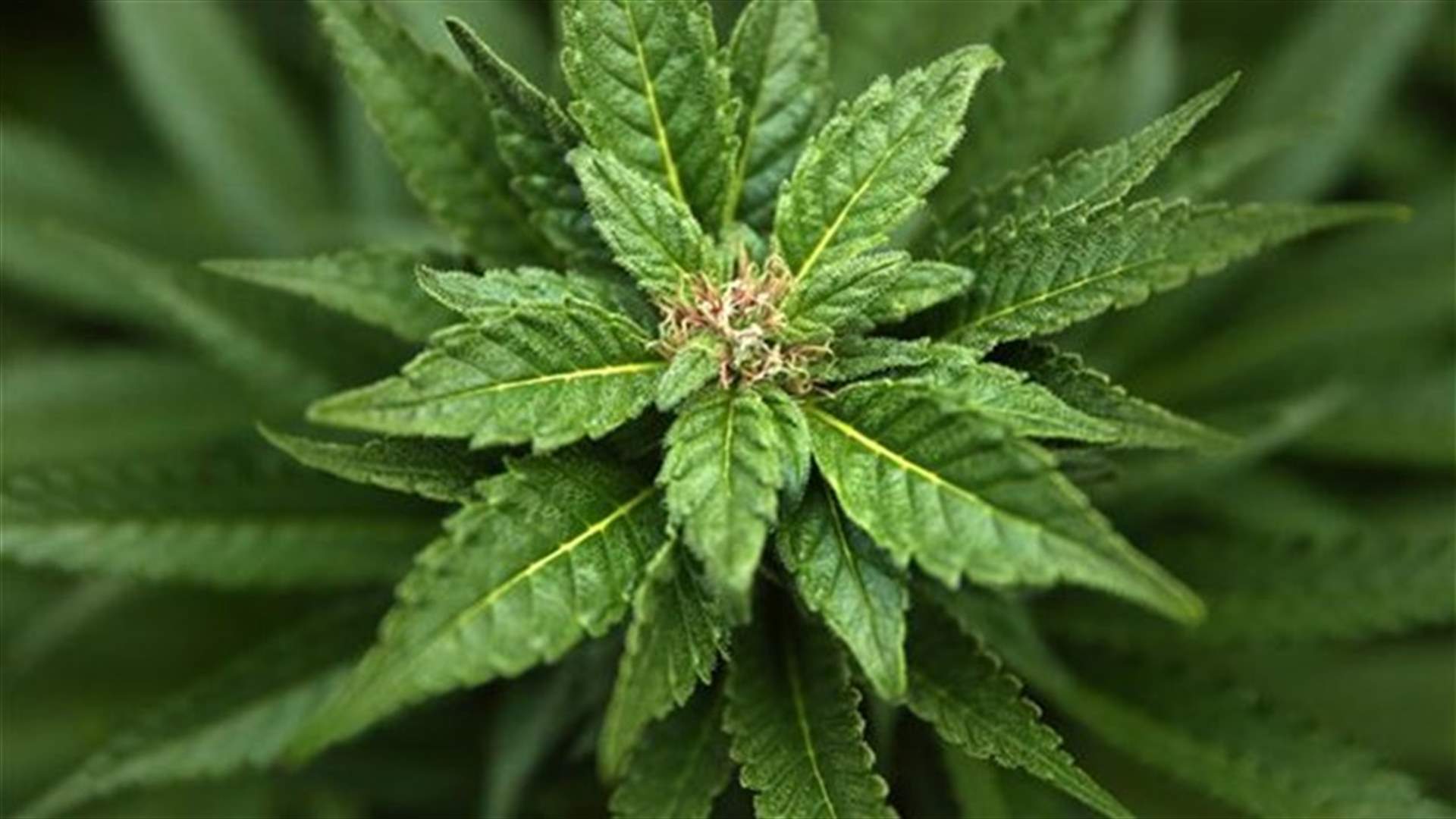 Interesting Facts You Did Not Know About Marijuana 