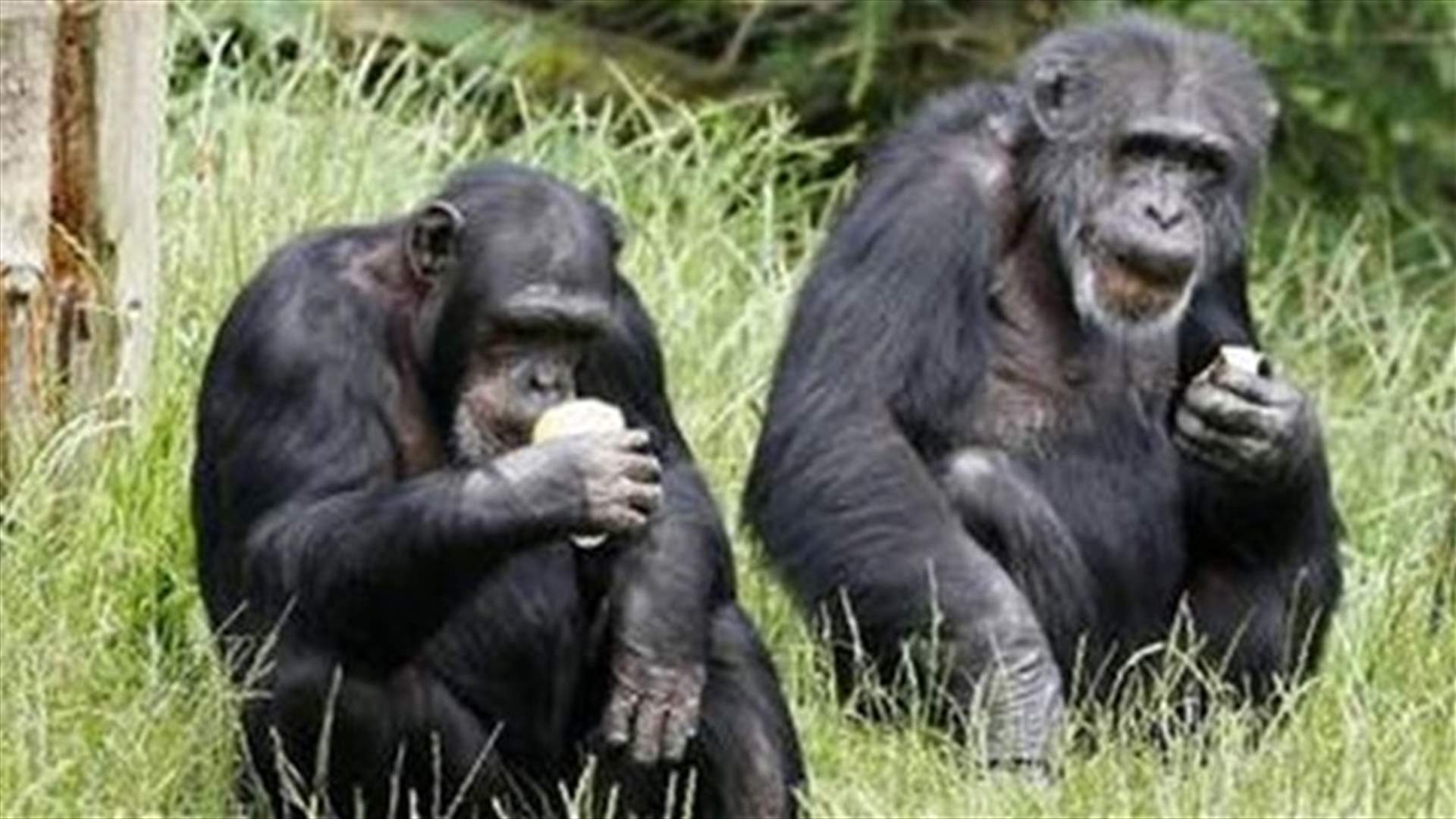 Chimps and humans "both natural born killers," scientists say