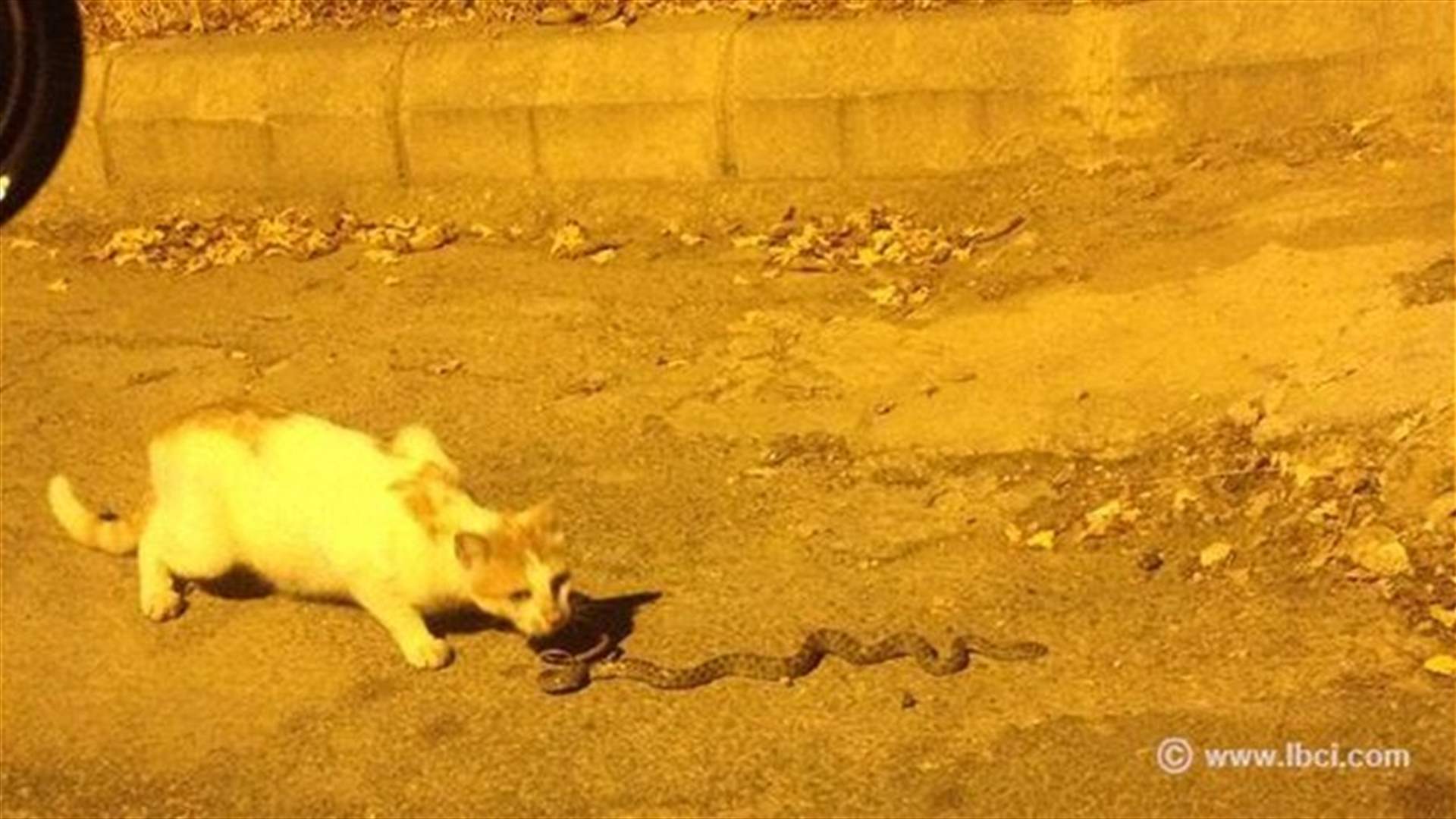 LBCI Cat Catches Venomous Snake
