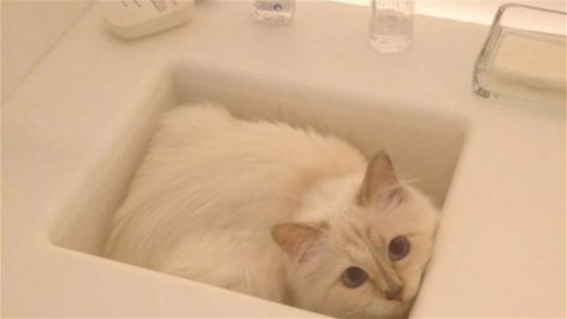 Cat Pampered Muse Of New Book