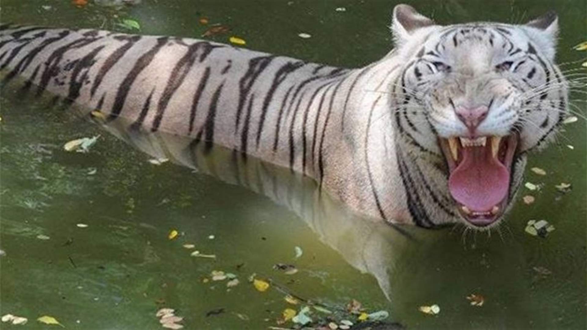 Indian Zoo: Tiger Killed Man Who Climbed Into Moat