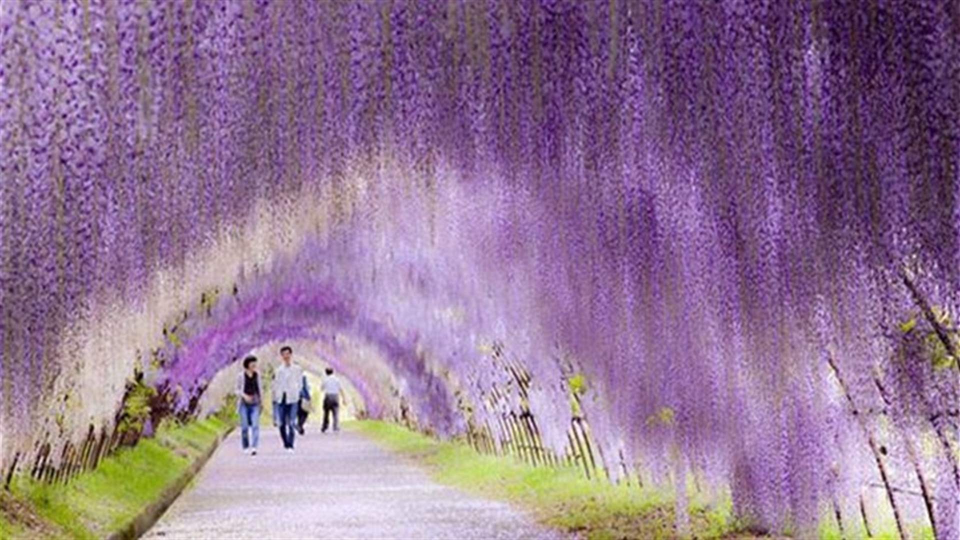 Mesmerizing Tree Tunnels You Would Love to Walk Through