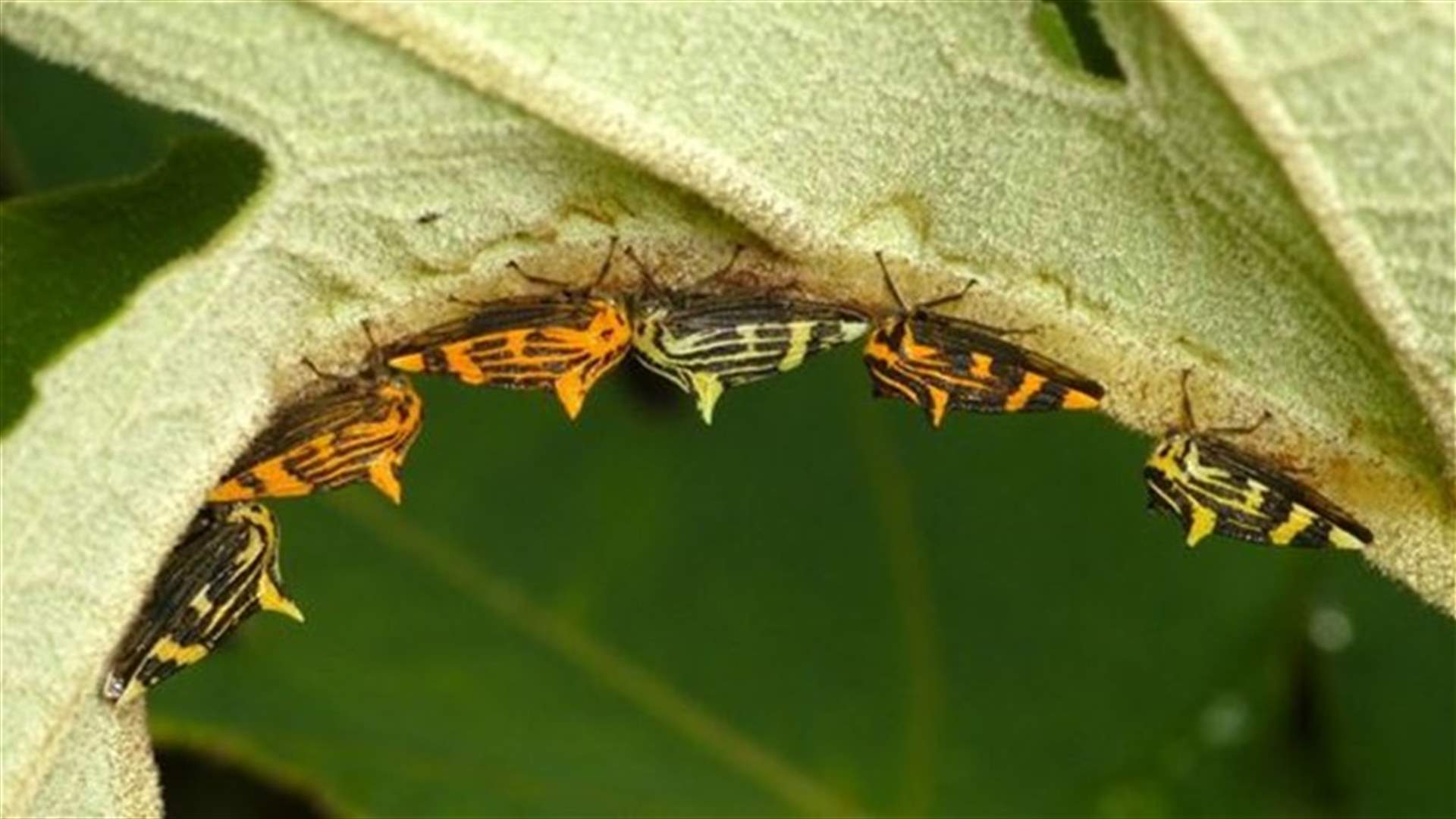 Insects That May Trick Your Eyes Into Believing They Are Leaves!