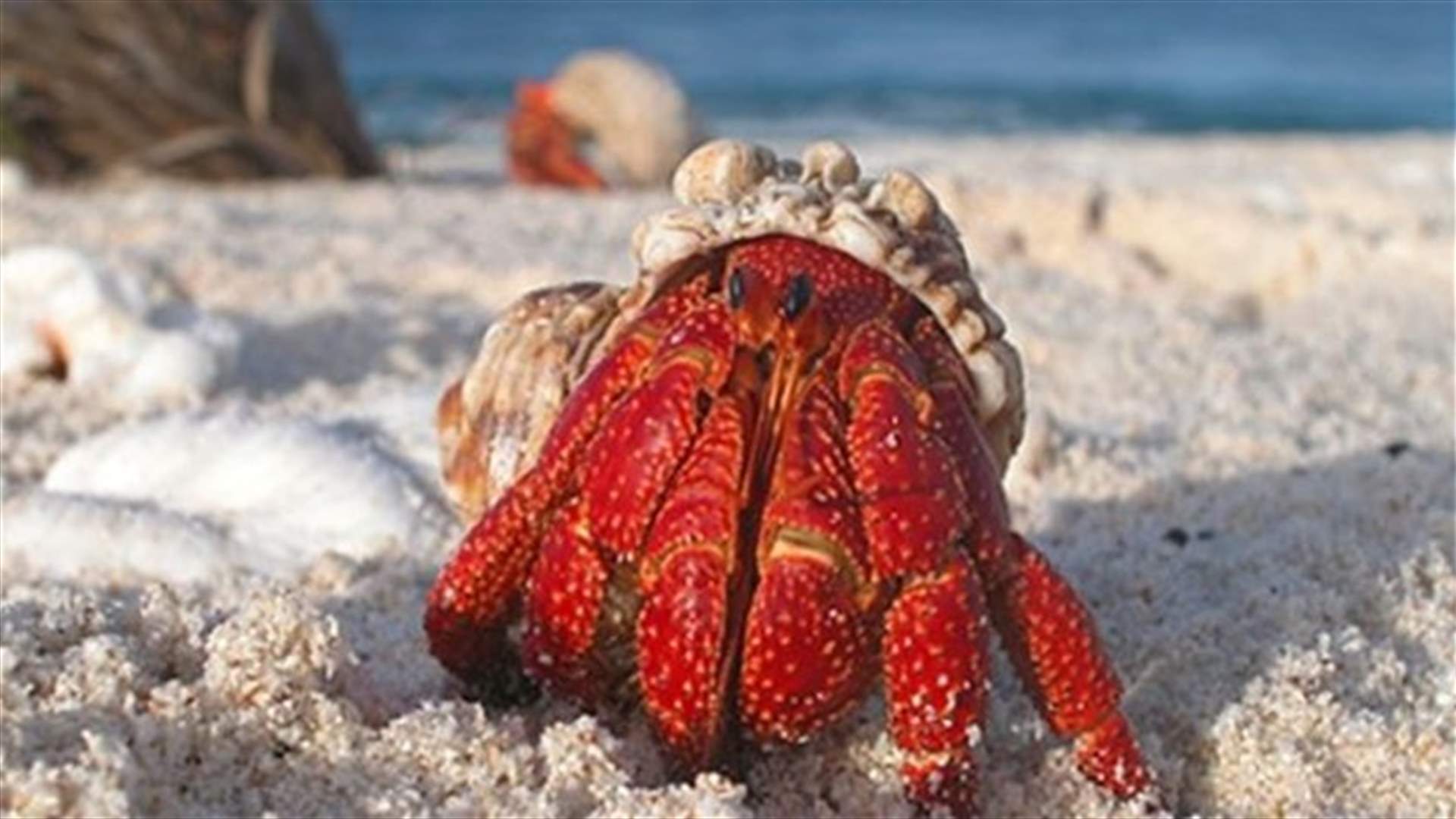 Obama To Create World’s Largest Marine Park In The Pacific