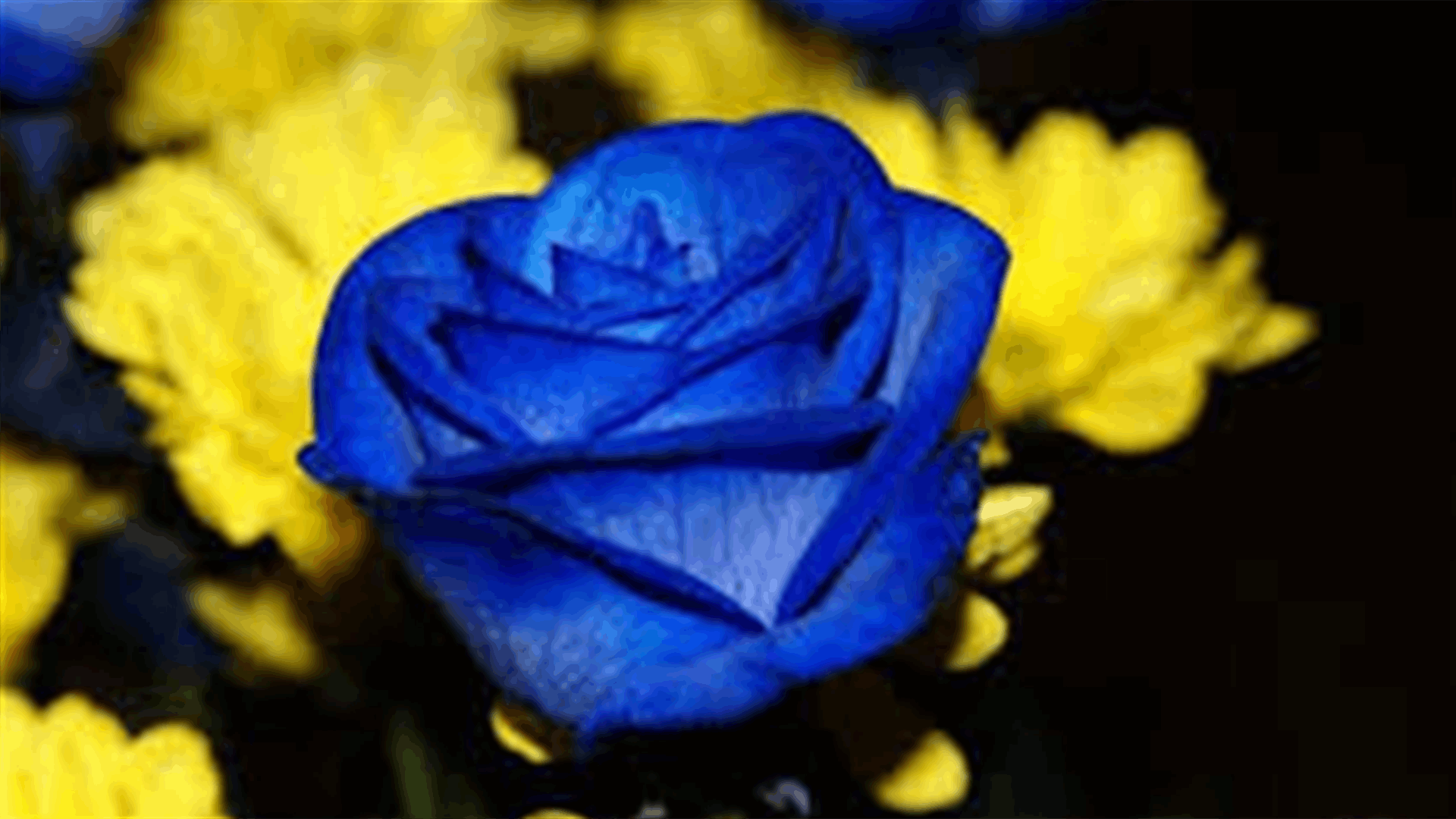 Why Is Blue Seen So Infrequently In Flowers?